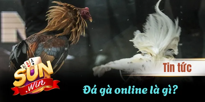 Đá gà online là gì? Đừng chơi nếu chưa biết điều này